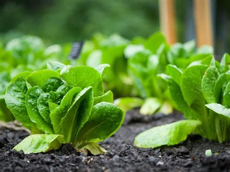 Exciting Facts About Lettuce Garden Tips 2023 Northern Nester