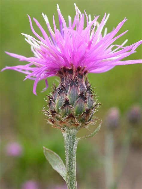 Weed Of The Month The Invasive Thistle Like Knapweed