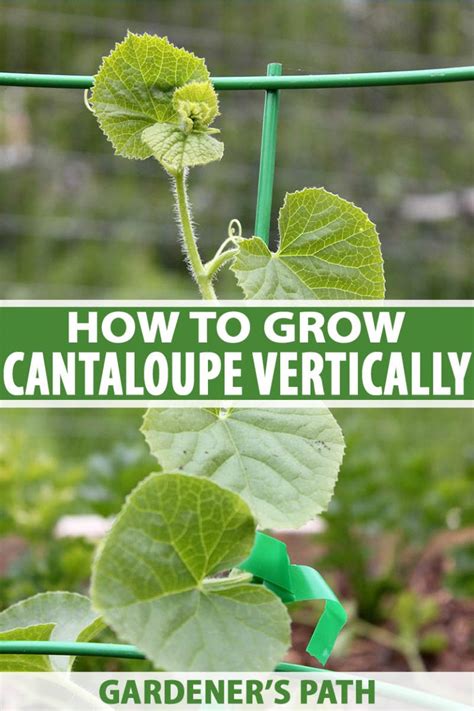 How To Grow Cantaloupe Vertically On A Trellis Gardeners Path