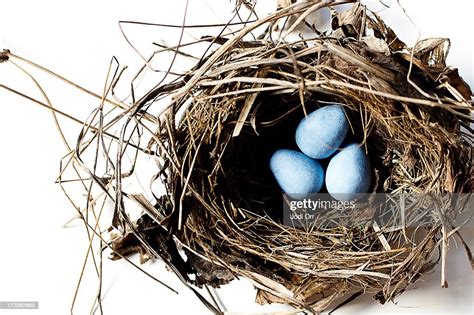 birds nest   blue eggs high res stock photo getty images