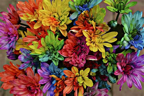 Jan 14, 2020 · exotic borders are particularly accommodating to orange flowers, where the warm colours can echo the balmy origins of the plants. Free Images : purple, petal, bloom, orange, green, red ...