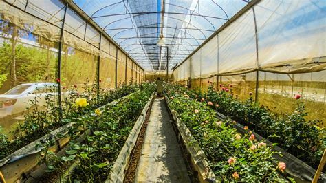 Most Popular Greenhouse Plants T5 Grow Light Fixtures