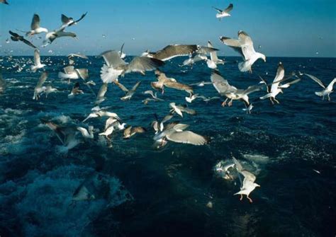 Learn To Love Nature Focus On Coastal Seas Wwf