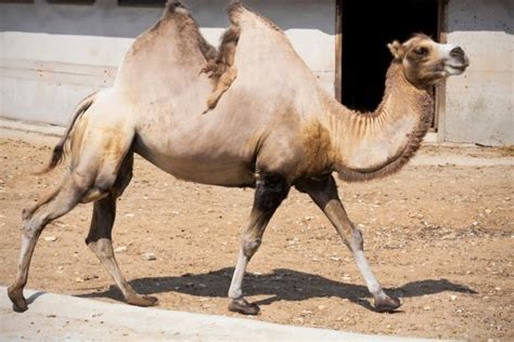 Fotos Patas De Camellos Grandes Pirámides Giza A Través De Las Patas