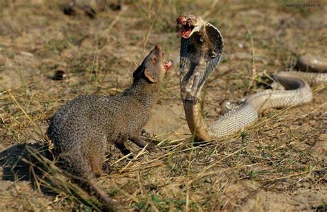 Lets Go Wild — Top Five Snake Predators Mongoose And Cobra The