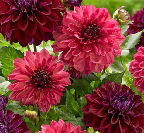 New Dahlias For Your 2019 Flower Garden Longfield Gardens