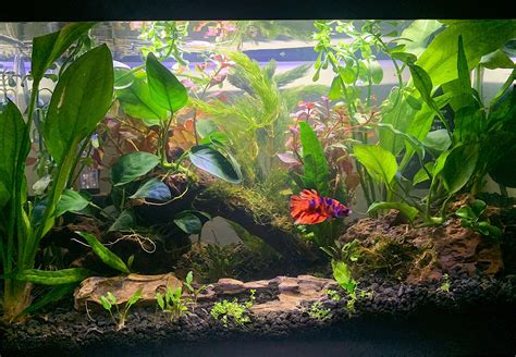 Betta Fish Sesame Enjoying His Completed Planted Tank