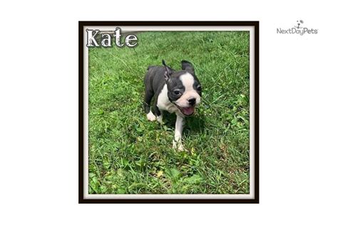 See more ideas about boston terrier, terrier, puppies. Kate : Boston Terrier puppy for sale near Akron / Canton ...