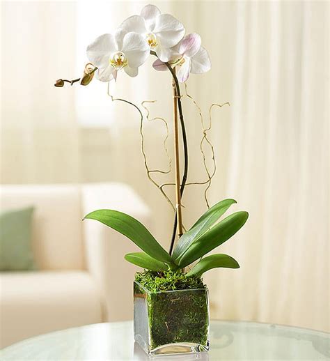 White Phalaenopsis Orchid Florist Orchids 1800flowerscom 99200