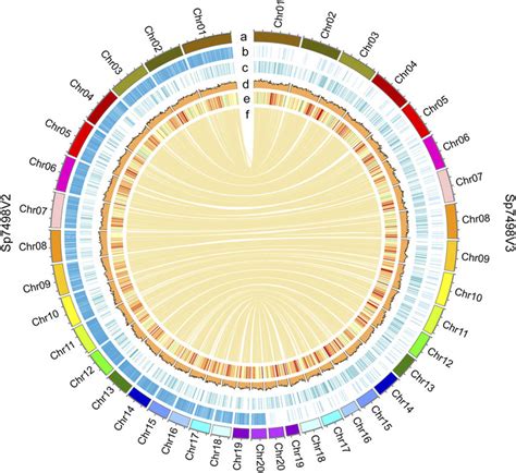 Comparison Of Genome Assembly From Short Reads And Long Reads From