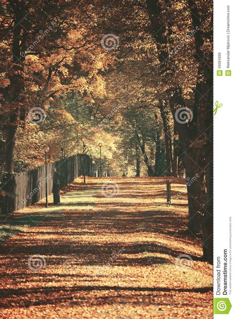 Beautiful Dreamy Autumn Forest With Walkiing Path Stock Image Image