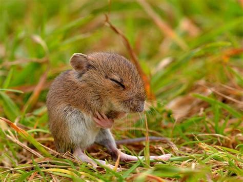 Meditating Field Mouse By Wildlife Photographer James Oneil