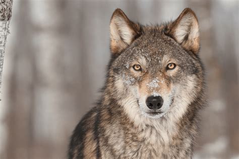 A New Pack Of Endangered Gray Wolves Discovered In California