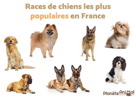 Races De Chiens Les Plus Populaires En France Top