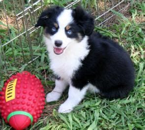 Australian shepard/ border collie mixes for rehoming 8 weeks old ready to go now $200 located in columbia kentucky text only 2706343610. Texas Miniature Toy Aussie Australian Shepherds Puppies ...