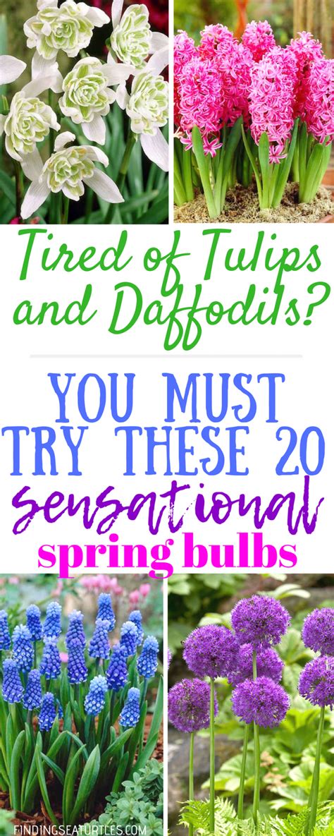 20 Sensational Spring Blooming Bulbs To Plant This Fall Spring