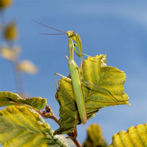 Mante Religieuse Mantis Religiosa Surnommée Le Tigre De Flickr