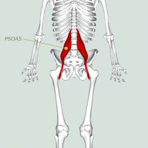 In the meanwhile, your hip flexors, quadriceps and lumbar muscles remain tight to keep you in an upright position. Hip Flexor- The missed out stretch for lower back pain ...