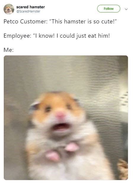 Scared Hamster Is The Internets Newest Cute Meme Craze Memes Funny Memes Glee Memes