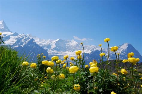 Meadow With Flowers In The Swiss Alps Yellow Alpin Flowers Flickr