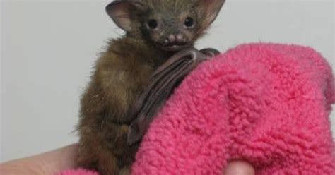 While population estimates have risen recently due to the discovery of new populations, this small bat is vulnerable. OOAK BABY BUMBLEBEE BAT