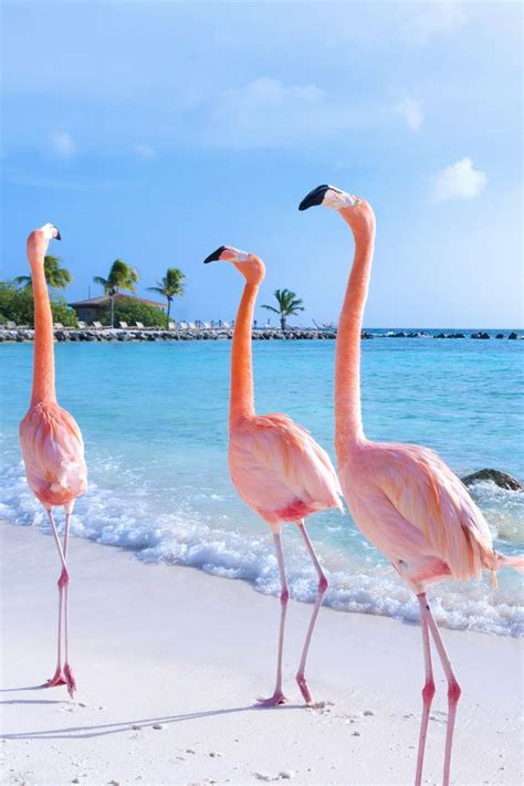 Visit Flamingo Beach On Renaissance Aruba Private Island Beach Art
