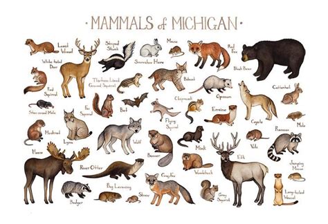 Michigan Mammals Pictures Pets Lovers