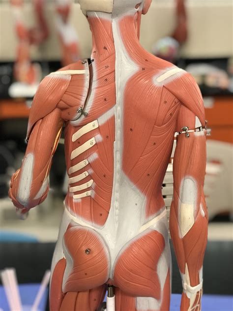 Muscles That Act On The Shoulder Girdle Posterior Thorax Diagram