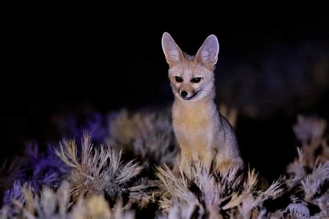 Desert Foxes Species That Thrive In The Desert All Things Foxes