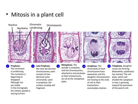 Wong Lp 6 Animal Vs Plant Mitosis
