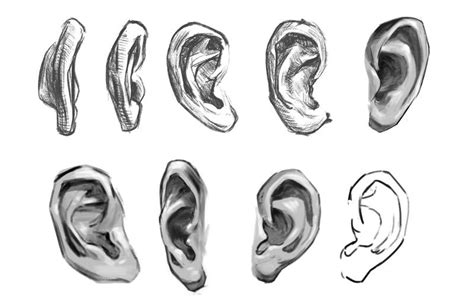 How To Draw Ears A Detailed Step By Step Guide Gvaat S Workshop Sketches Easy Art Drawings