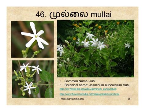 The list here is mostly accurate and i have mentioned comments in the places i have varied from lexicon or nachinarkiniyar commentary. Flower Pictures With Tamil Names | Best Flower Site