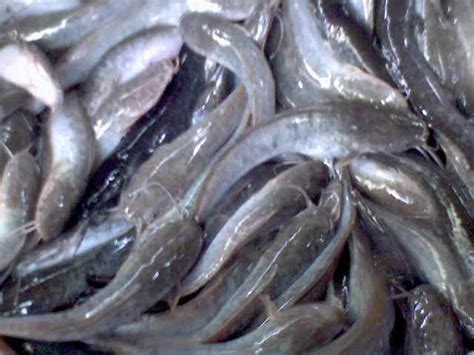 CARA BUDIDAYA: Cara Budidaya Ikan Lele