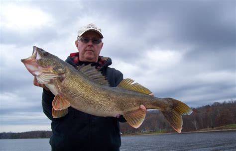 Big Walleye Caught On Lake Ontario Bay Of Quinte In Picton On On 11