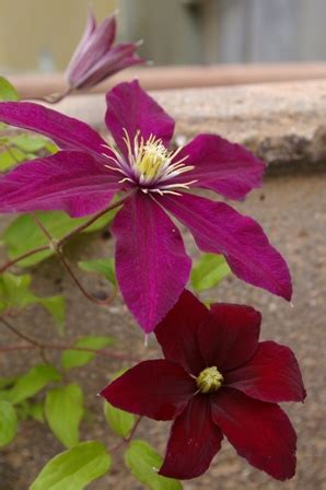 One of the best reds in the clematis genus; Clematis 'Niobe'