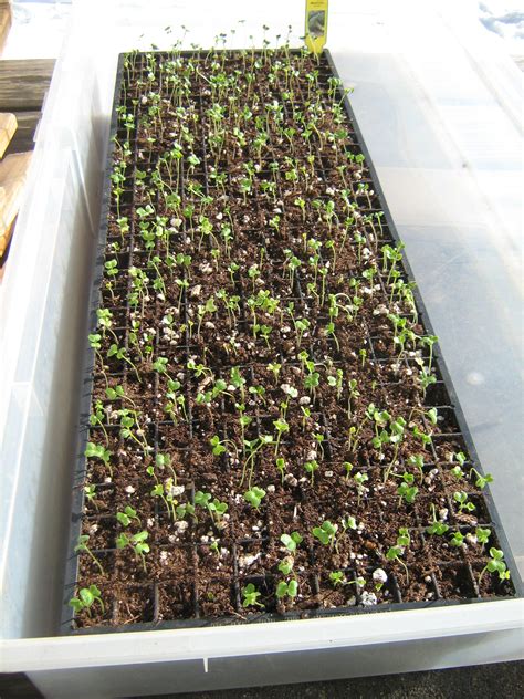 Broccoli Seedlings 3 4 14 ~ Grow Appalachia