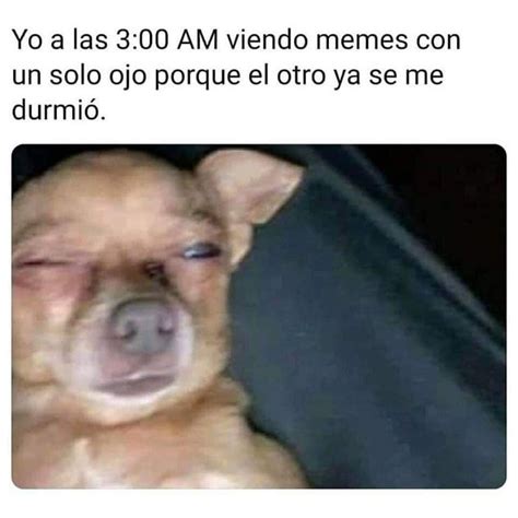 Los Mejores Memes De Lomitos Con Motivo Del Día Internacional Del Perro