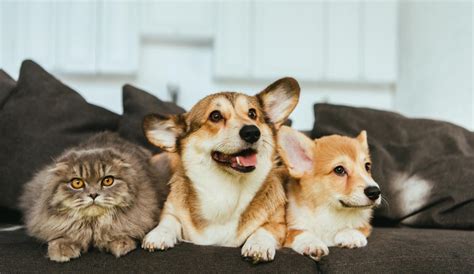 We are ipata members and iata qualified for pet transport worldwide. Should I Use a Pet Relocation Service? | TripsWithPets.com