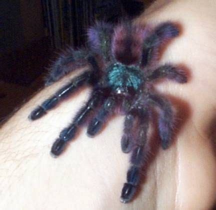 We have several pink toe tarantulas for sale at extremely low prices. Martinique Pinktoe Tarantula - in love with this one ...