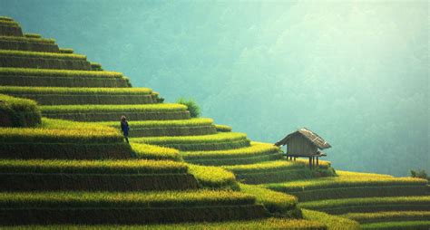 Rice Field Wallpapers Top Free Rice Field Backgrounds Wallpaperaccess