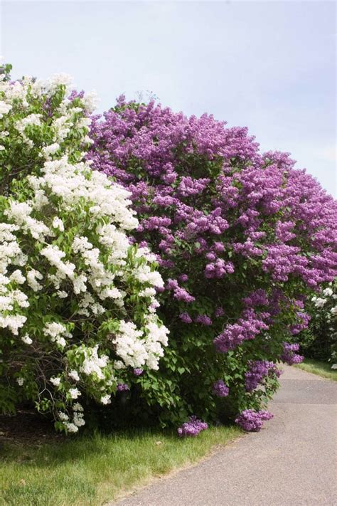 These flowering plants do well in shade as well as full sun. Twenty Evergreen Shrubs For Non-Stop Color | Shrubs for ...