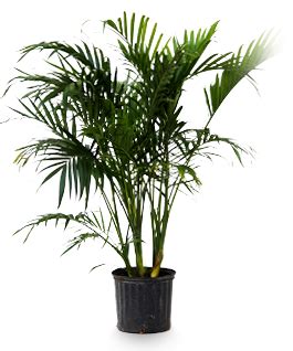 Cateracterum Palm | Indoor palm trees, Palm plant care ...
