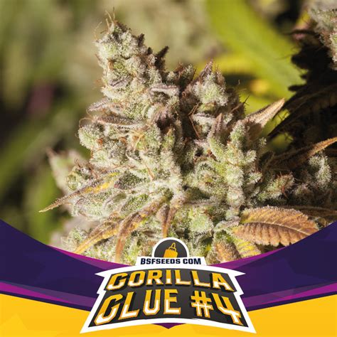 Gorilla Glue 4 Fem Bsf X7 Savia Growshop