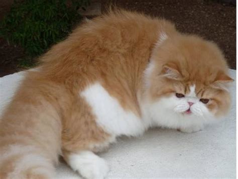 We did not find results for: Gambar Kucing Anggora Warna Coklat