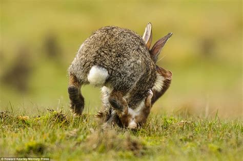 Stoat Takes Down And Devours A Rabbit In West Sussex Daily Mail Online