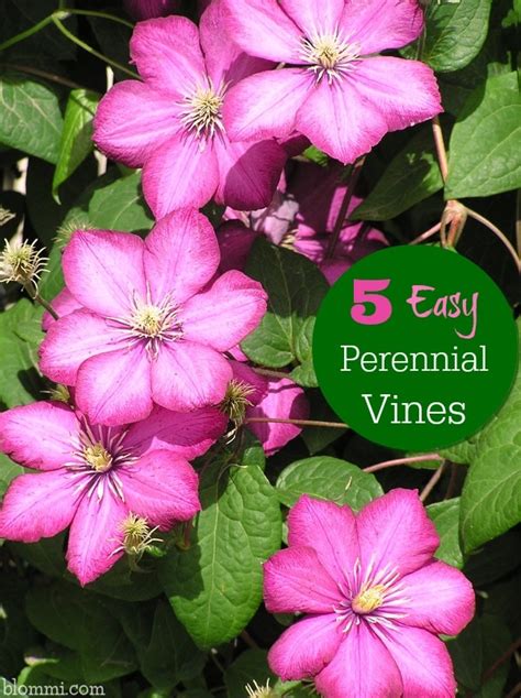 Magenta stems and pods light full sun size 10 to 20 ft. 5 Easy Perennial Vines for Your Garden - Mom Foodie