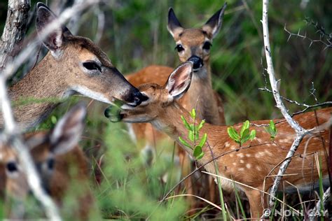 Key Deer Fawns Growing Up Noni Cay Photography