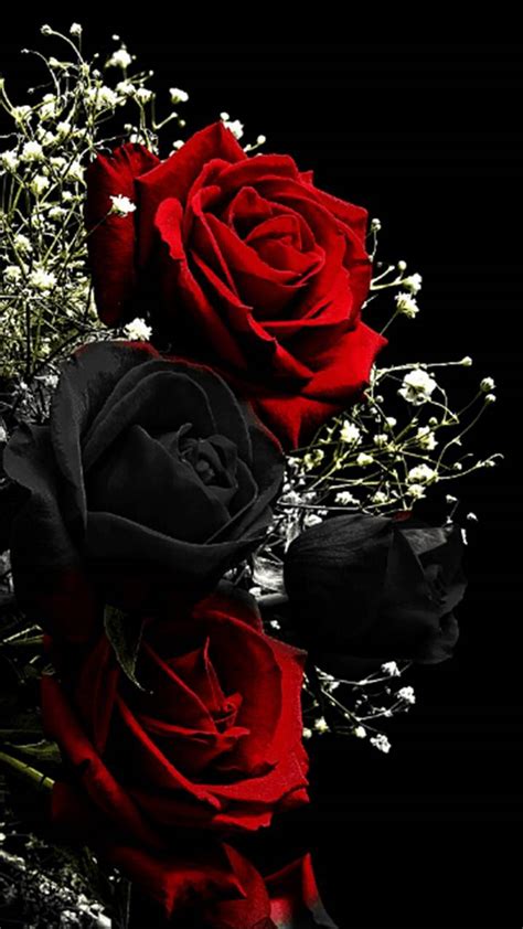 Red Black Roses Wallpaper By Perfumevanilla 12 Free On Zedge