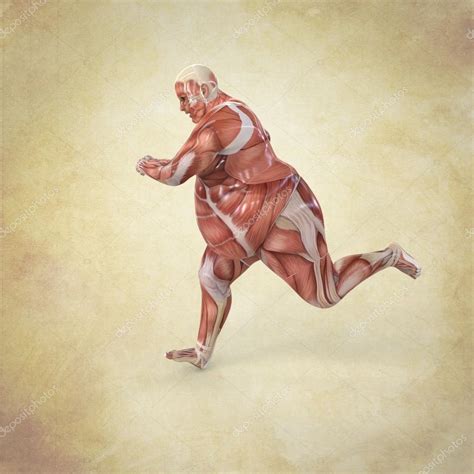 Find the perfect man anatomy stock illustrations from getty images. Running Man Anatomy — Stock Photo © Giovanni_Cancemi #19721477