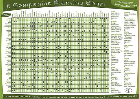 Permaculture Companion Planting Guide Chart Free Pdf Off Grid World
